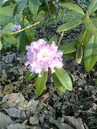 Rhodosm