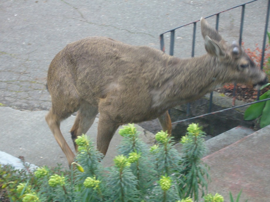 deer