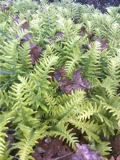 fernsleaves_sm