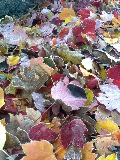 leaves_sm