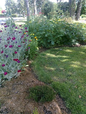 Garden_potatoes